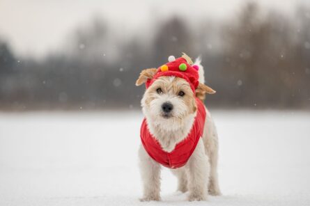 Oblečky pro&nbsp;psy: ano nebo ne?